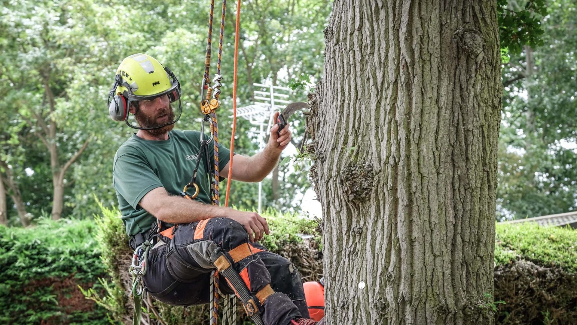 Professional tree surgery and landscaping services